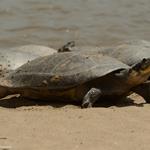 Comunidades rurales del río Meta comienzan temporada de cuidado de la tortuga Charapa 