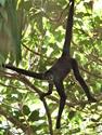 Nota sobre el mono araña en el PNN Selva de Florencia en National Geographic