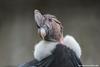 COLOMBIA WILL CONDUCT THE FIRST CENSUS OF THE ANDEAN CONDOR