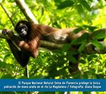 El Parque Nacional Natural Selva de Florencia protege la única población de mono araña en el río La Magdalena