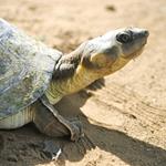 Cali acoge el I Taller de Educación Ambiental en Proyectos de Conservación de Tortugas Continentales