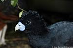 THE SACRED DUNG OF THE BLUE-BILLED CURASSOW: CONSERVATION STRATEGIES OF A CRITICALLY ENDANGERED COLOMBIAN PEACOCK