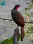 NEW ROUND OF MONITORING  FOR THE CAUCA GUAN