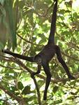 Nota sobre el mono araña en el PNN Selva de Florencia en National Geographic