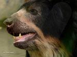 MORE FAMILIES IN THE DAGUA MUNICIPALITY SUPPORT THE CONSERVATION OF THE ANDEAN BEAR