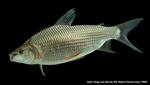 FISH IN THE MAGDALENA-CAUCA BASIN EMIT SOUNDS TO LET FEMALES KNOW THAT IT IS TIME FOR REPRODUCTION 