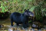 ONLY 15 PERCENT OF THE MOUNTAIN TAPIR’S HABITAT IN THE COUNTRY IS PROTECTED 