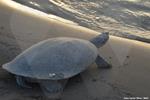 RESEARCHERS INSTALL ACOUSTIC TRANSMITTERS IN SOUTH AMERICAN RIVER TURTLES TO MONITOR THEIR MOVEMENTS IN THE META RIVER 