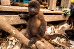 ZOONOTIC DISEASES, ANOTHER SERIOUS CONSEQUENCE OF WILDLIFE TRAFFICKING