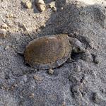 La tortuga de río (Podocnemis lewyana)