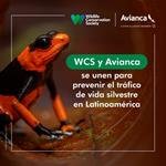 WILDLIFE CONSERVATION SOCIETY Y AVIANCA SE UNEN PARA PREVENIR EL TRÁFICO DE VIDA SILVESTRE EN LATINOAMÉRICA
