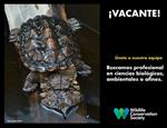 Consultor - diagnóstico comercio tortuga matamata