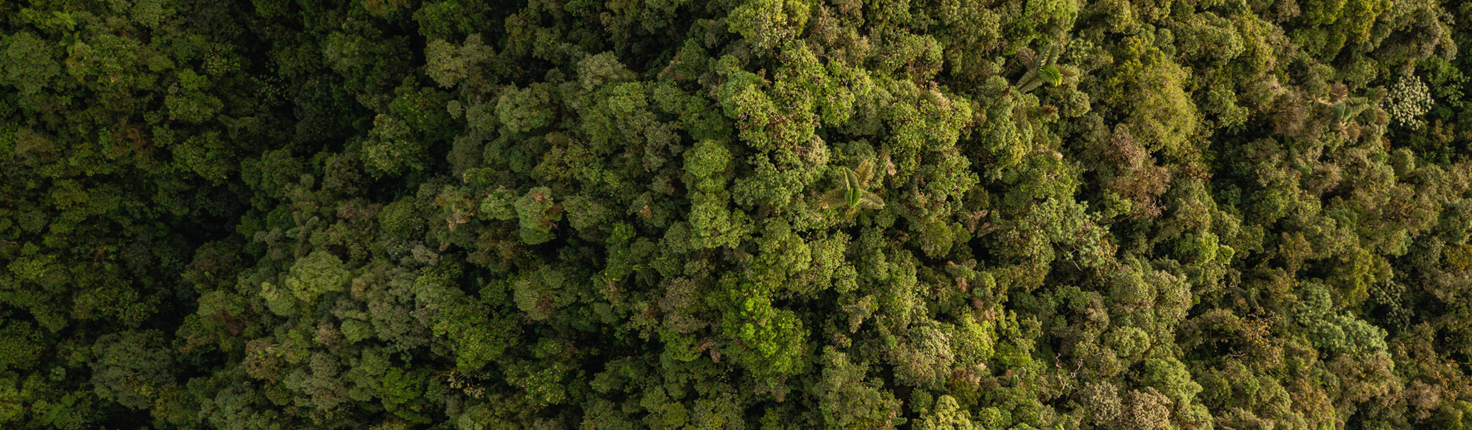 <p>WCS Colombia</p>

